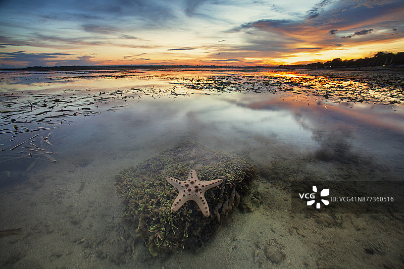 夕阳下的海星，印度尼西亚巴厘岛图片素材