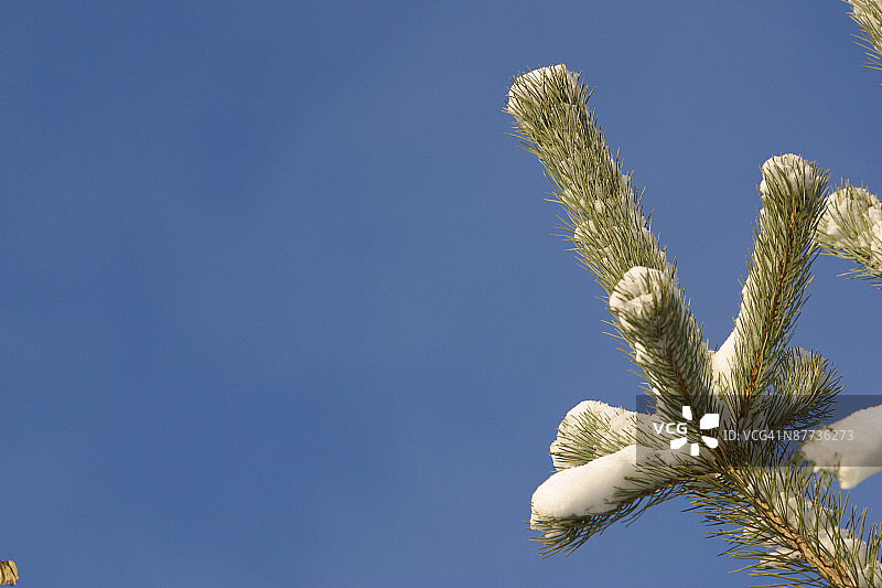 雪 покрытые branches树枝图片素材
