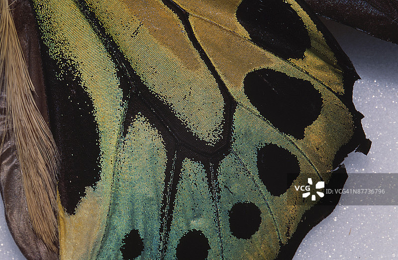 蝴蝶翅膀图片素材