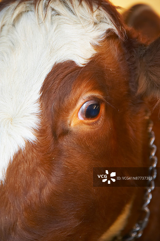 奶牛的眼睛图片素材