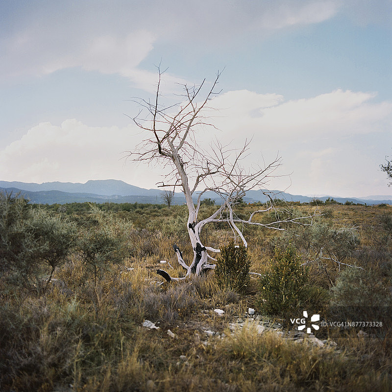 烧毁的树木树干和树枝，拉博姆，阿尔代什，法国，2017年8月图片素材