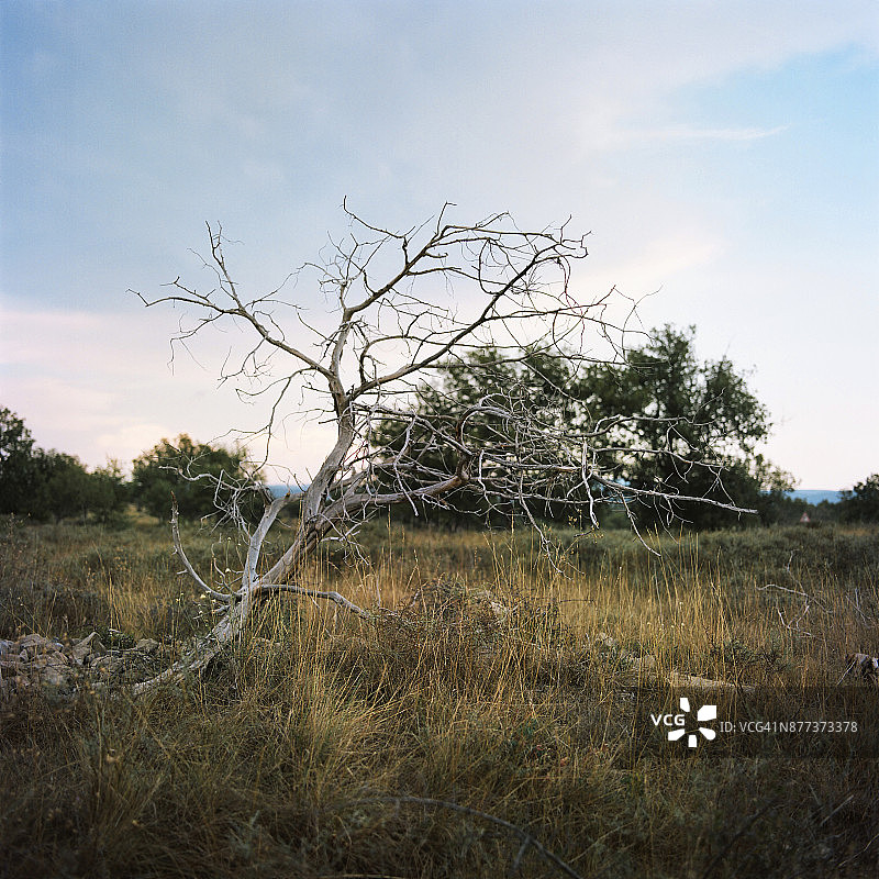 烧毁的树木树干和树枝，拉博姆，阿尔代什，法国，2017年8月图片素材