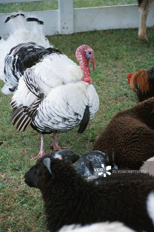 23939723图片素材