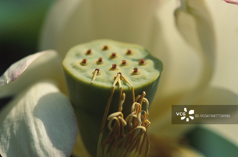 奇特的花朵图片素材