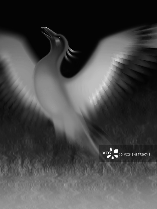 场上鸟的特写镜头图片素材