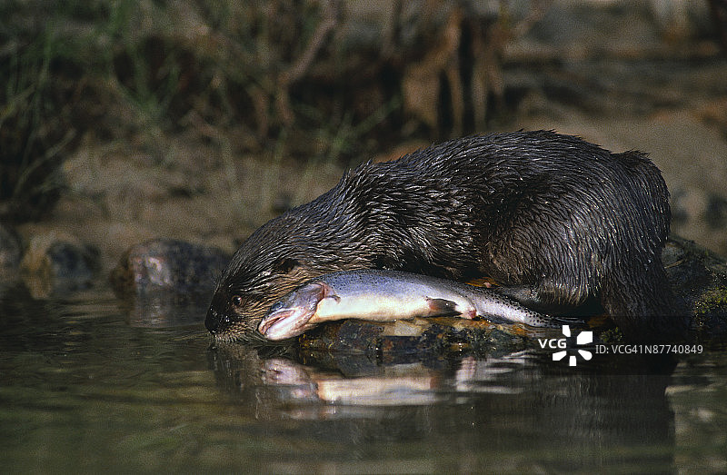 河獭在河中捕食鳟鱼图片素材
