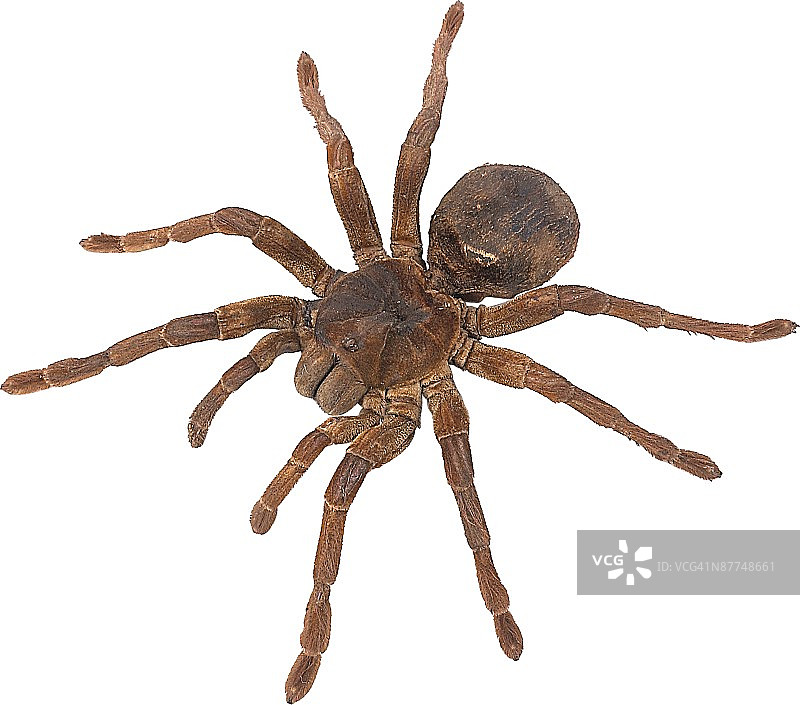 23532993图片素材