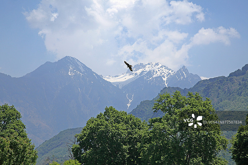 金雕飞越克什米尔斯利那加达尔湖周围的山丘图片素材