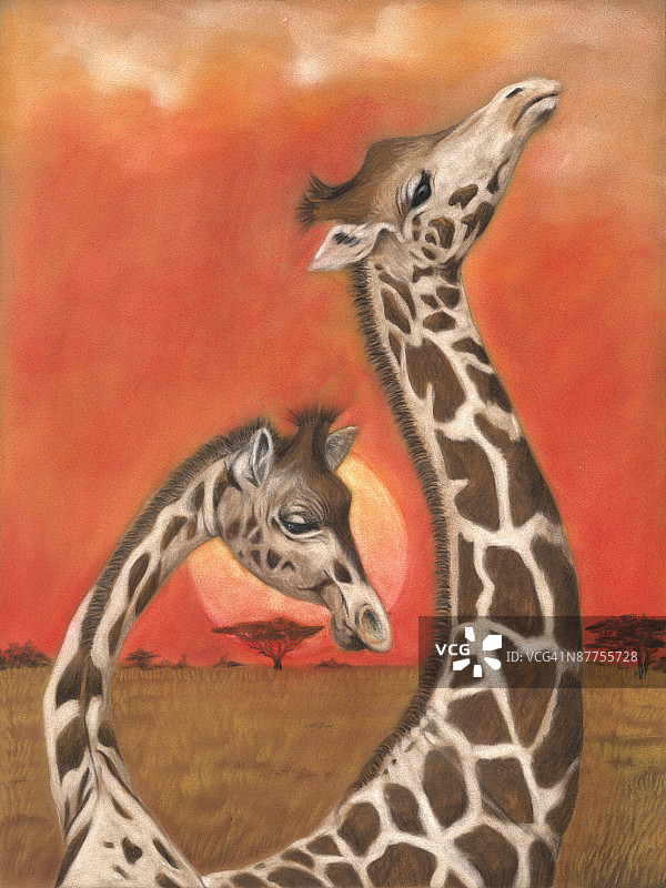 动物园里的长颈鹿图片素材