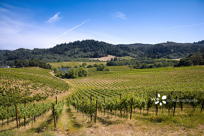 加利福尼亚索诺玛谷的葡萄园图片素材