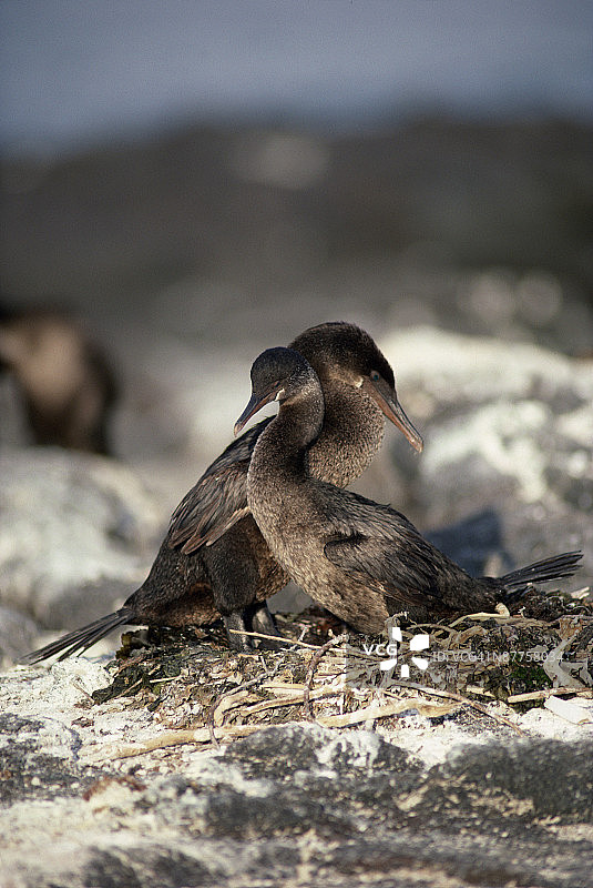 不会飞的鸬鹚图片素材