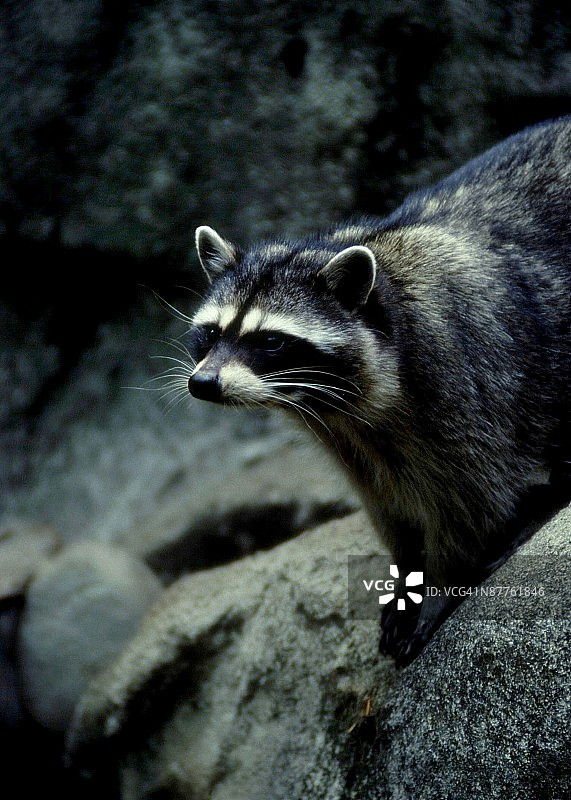 24119587图片素材