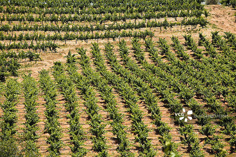 葡萄园的行图片素材