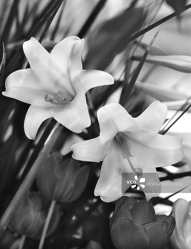复活节百合花照片（灰度图）图片素材