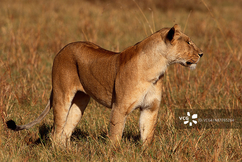 稀树草原上的狮子图片素材