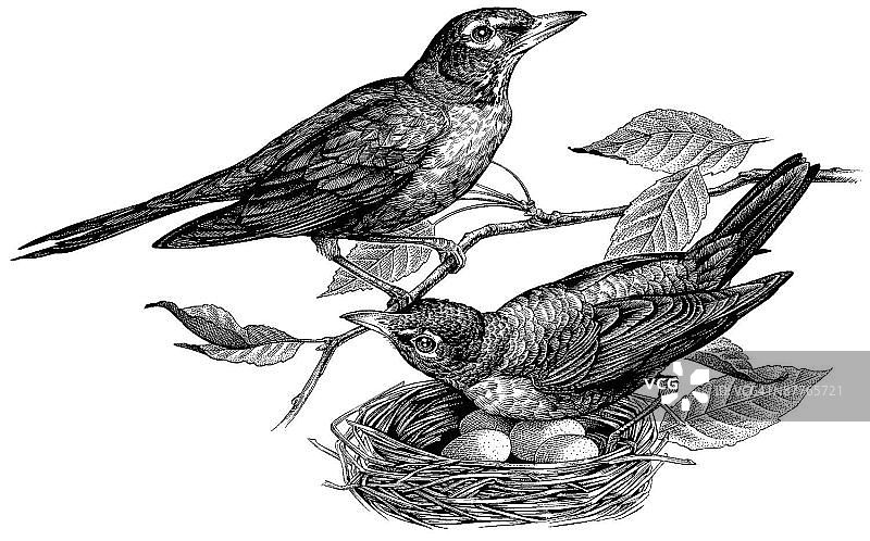 LiquidLibrary图片素材