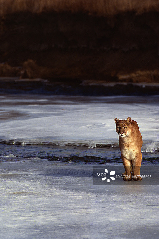 冰冻河流上的黑豹图片素材
