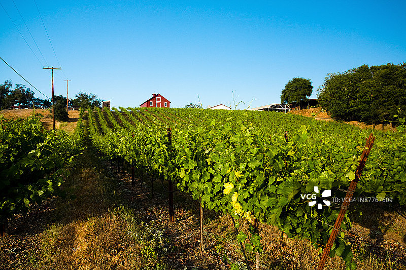 加利福尼亚索诺玛谷的葡萄园图片素材