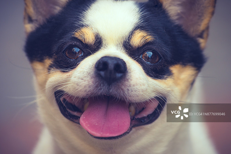 可爱小狗的脸部特写图片素材