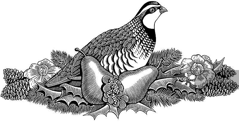 LiquidLibrary图片素材