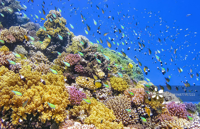 红海海底珊瑚礁热带鱼群图片素材