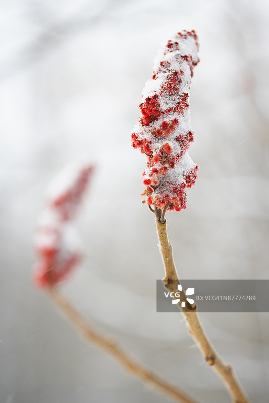 覆雪漆树果实图片素材