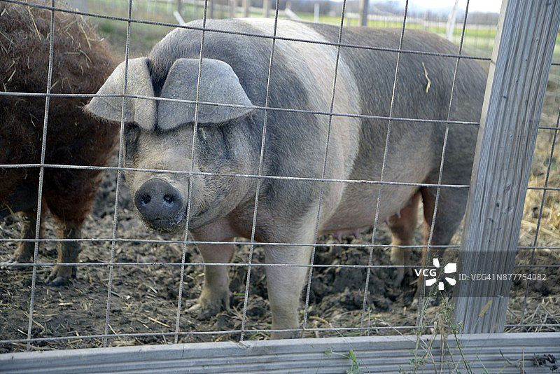 猪图片素材