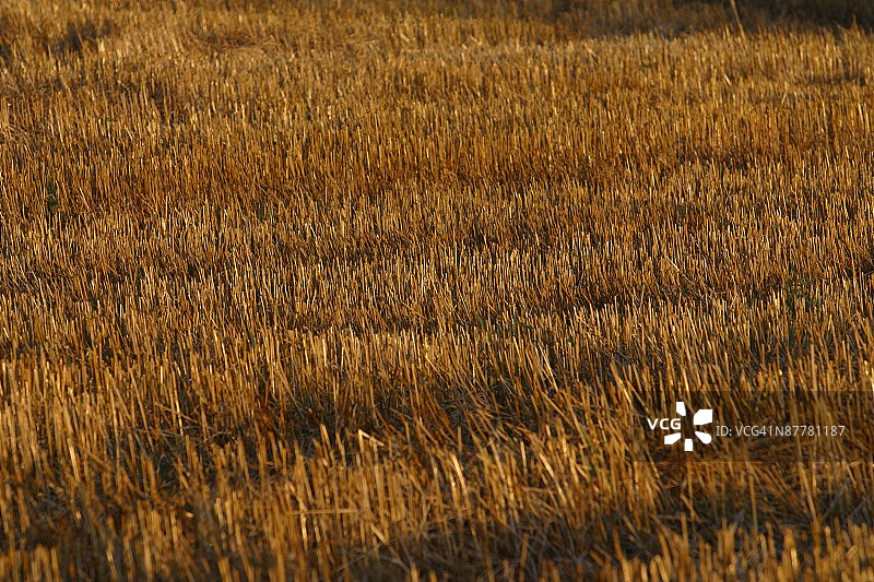 收割后的作物秸秆图片素材