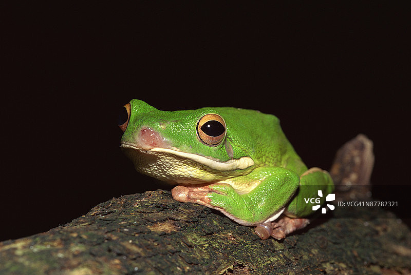 岩石上的大树蛙图片素材
