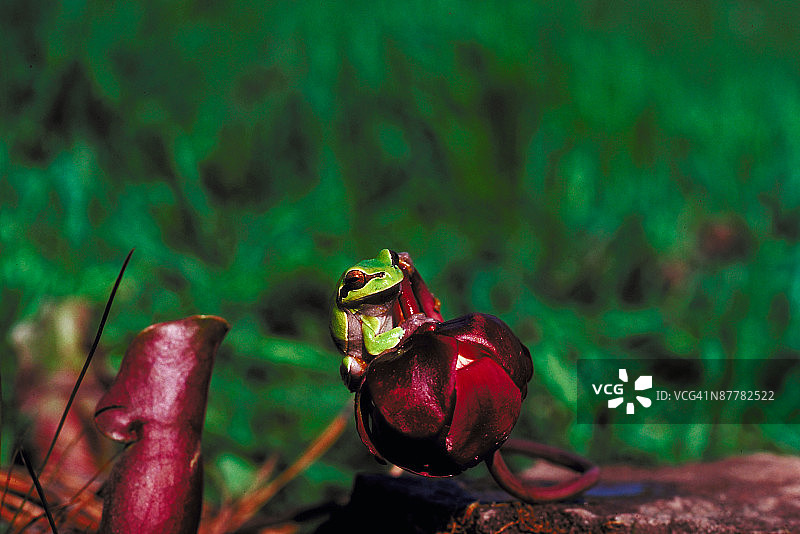 松林贫瘠之地树蛙图片素材