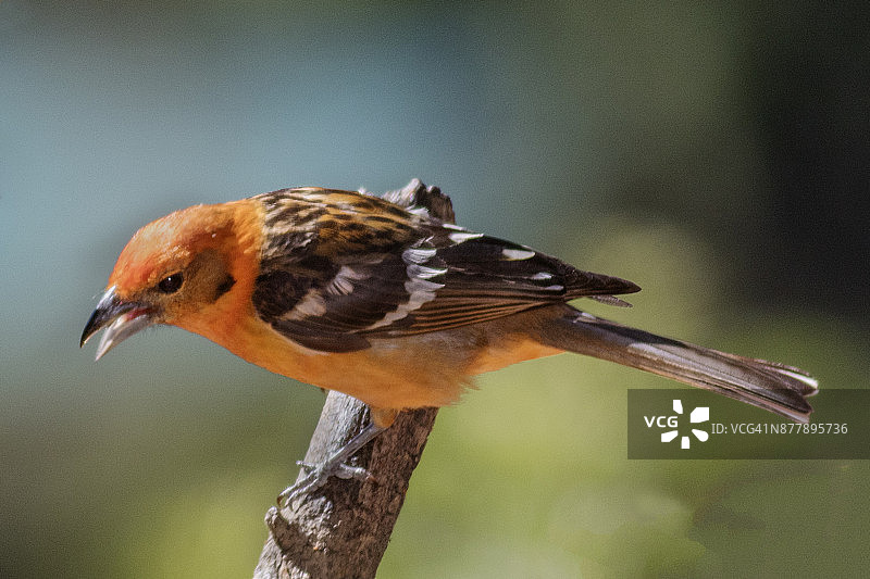 雄性火焰色绿咬鹃图片素材