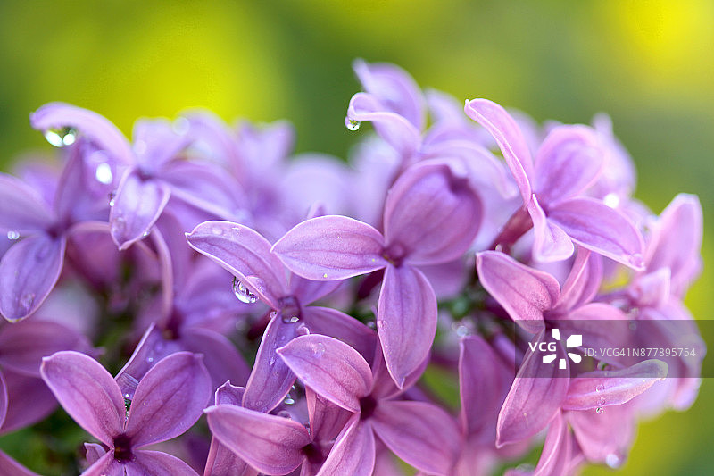 带有露珠的美丽紫色丁香花特写图片素材