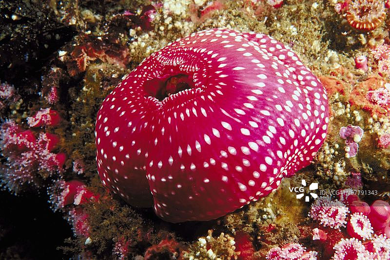 白点玫瑰海葵图片素材