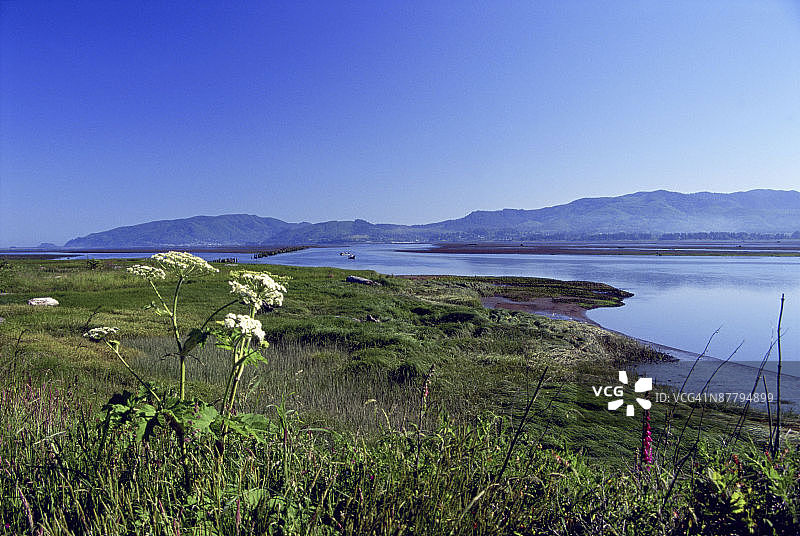 美国俄勒冈州蒂拉穆克湾的牛欧芹花图片素材