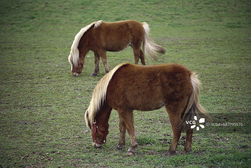 设得兰矮种马吃草图片素材