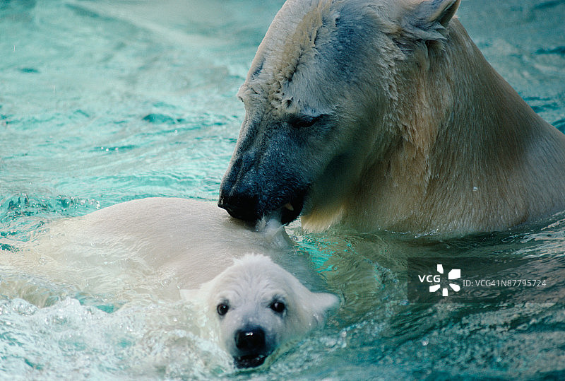 带着幼崽游泳的北极熊图片素材