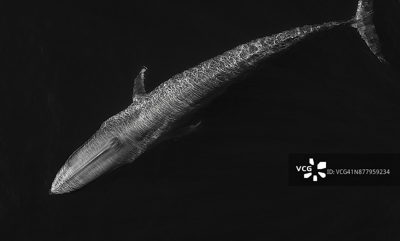 蓝鲸黑白照片图片素材