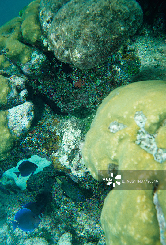 鱼和珊瑚礁图片素材