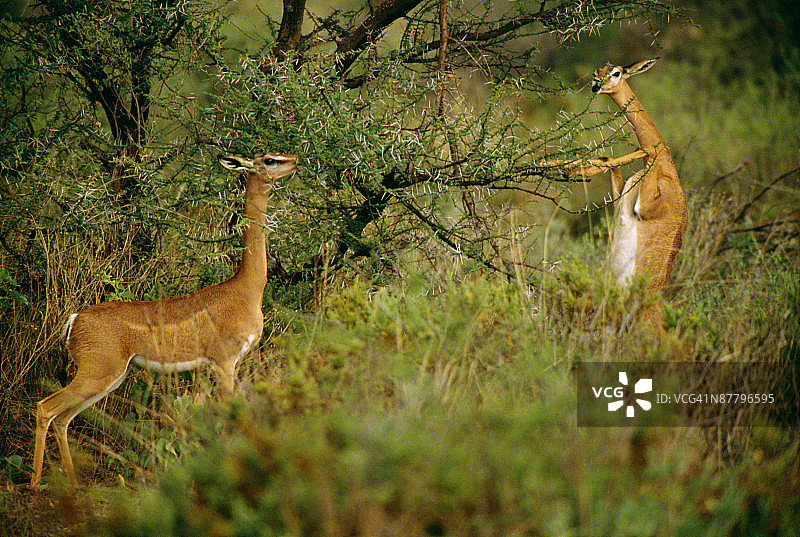 两只长颈羚正在进食图片素材