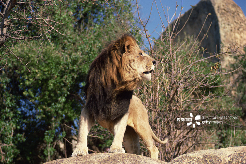 Black-maned狮子图片素材