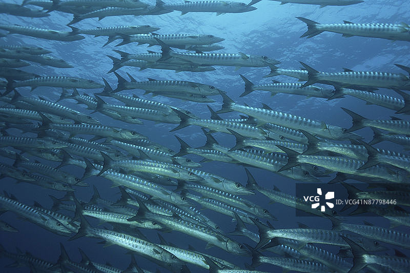 24026830图片素材