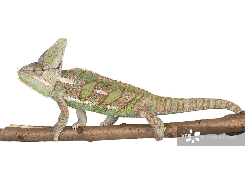 树枝上的蜥蜴图片素材