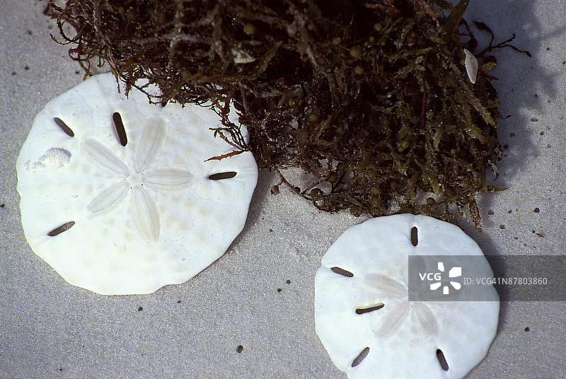 沙美元图片素材