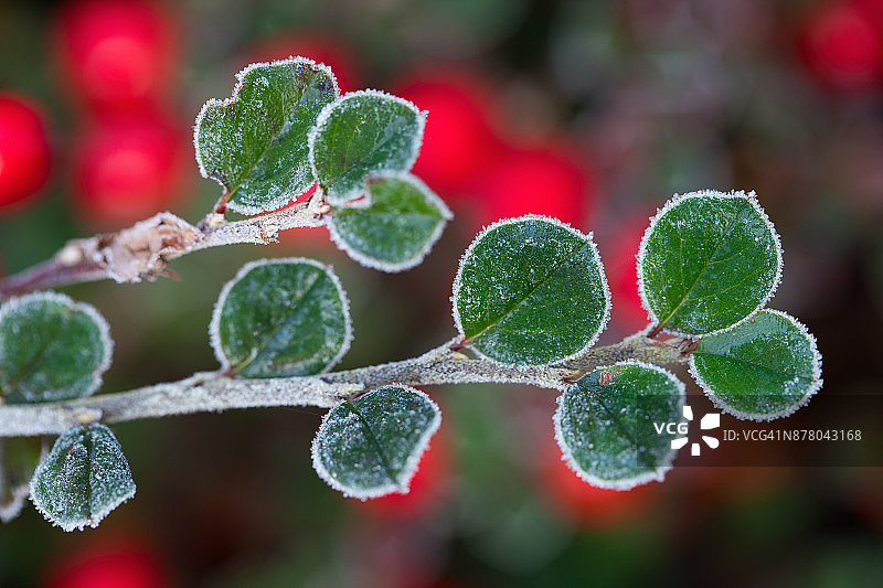 栒子树图片素材