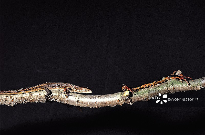 24109266图片素材