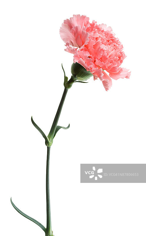 粉色康乃馨摄影棚拍摄图片素材