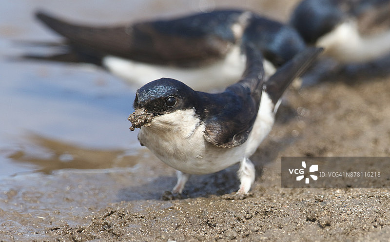筑巢的家燕图片素材