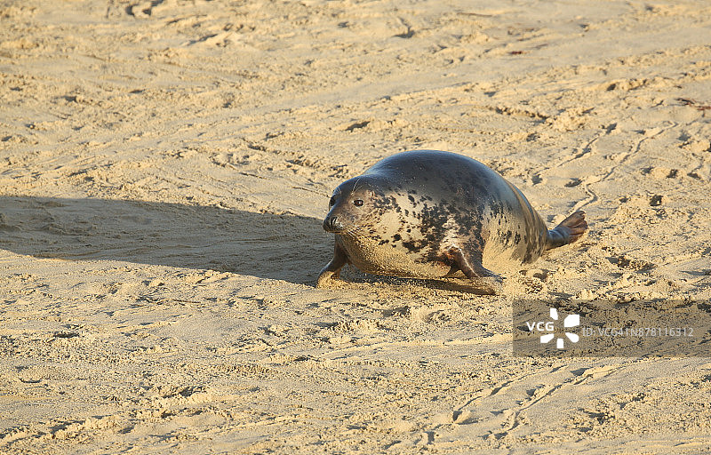 一只灰海豹在海滩上移动图片素材