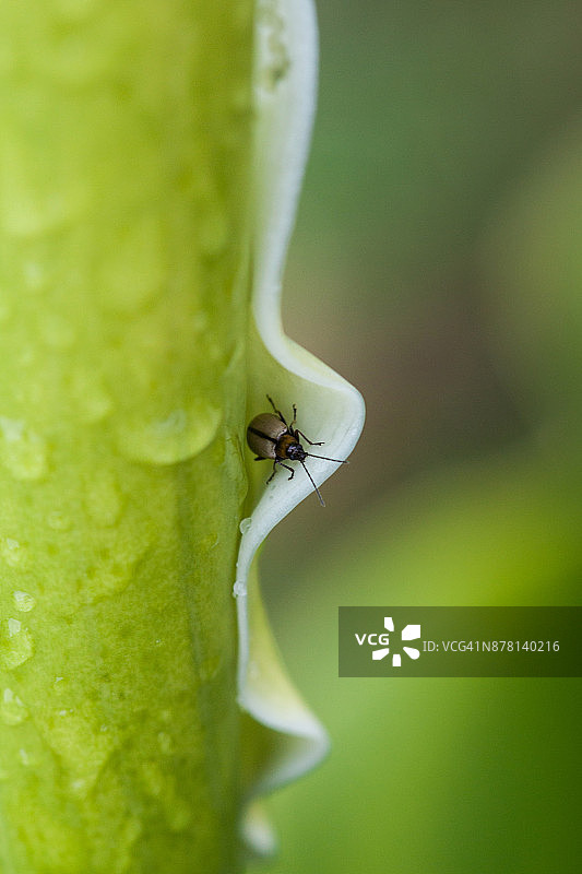 雏菊树叶甲虫图片素材