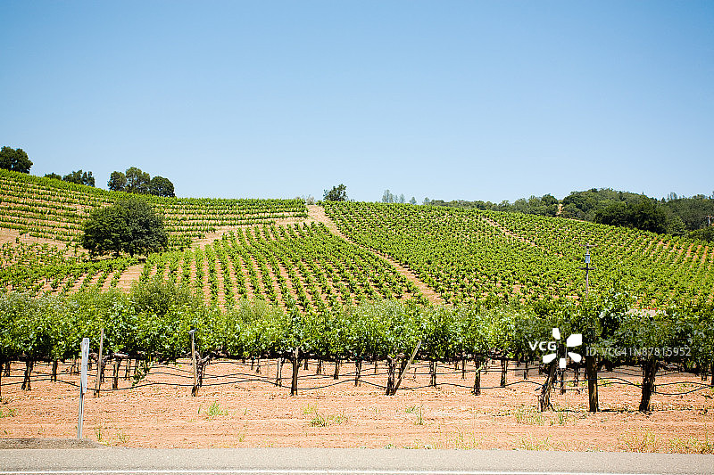 加利福尼亚索诺玛谷的葡萄园图片素材